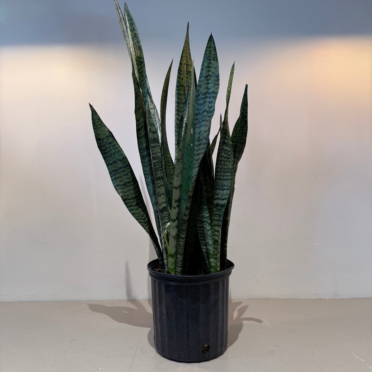 10&quot; Sansevieria Zeylanica - Bloomfields