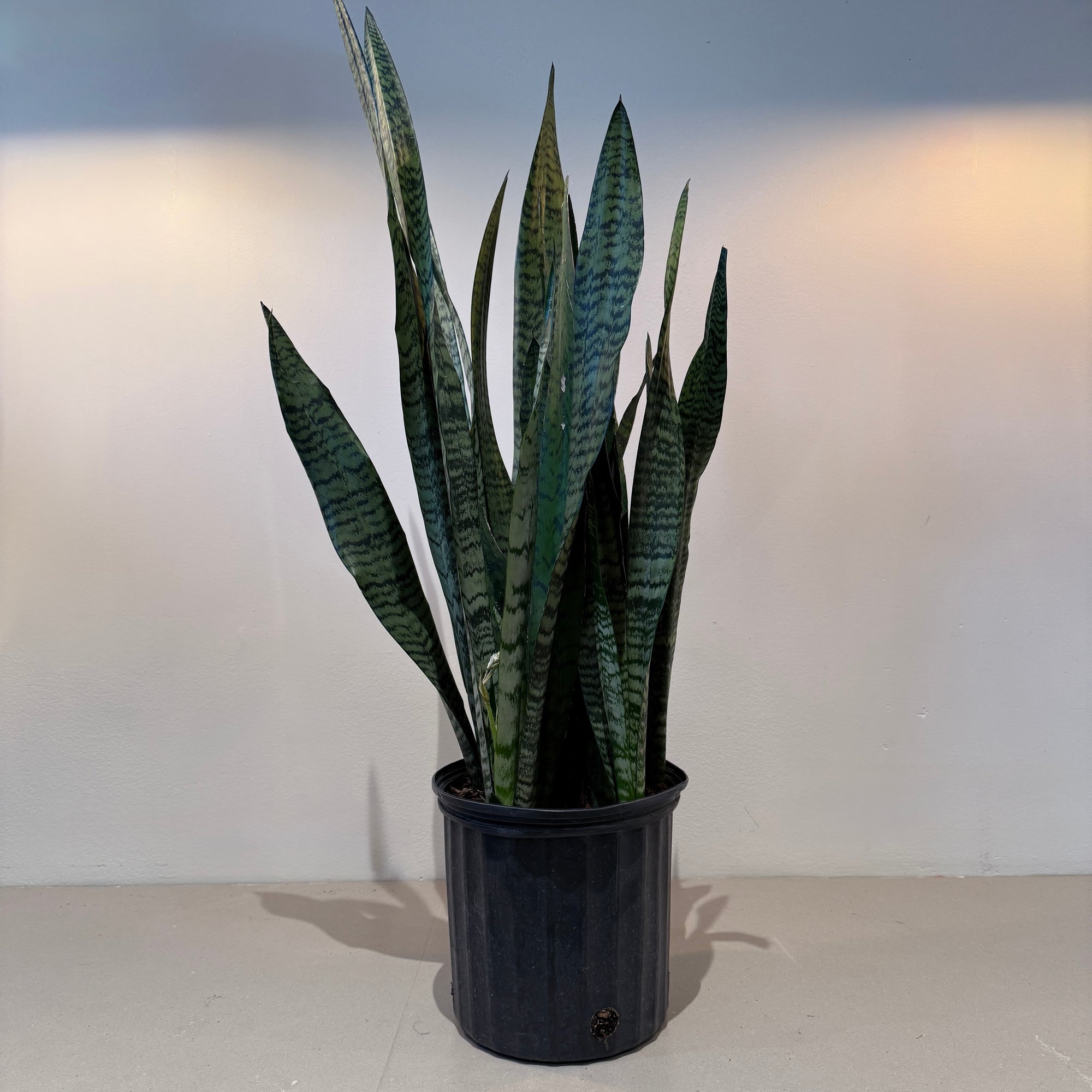 10" Sansevieria Zeylanica - Bloomfields
