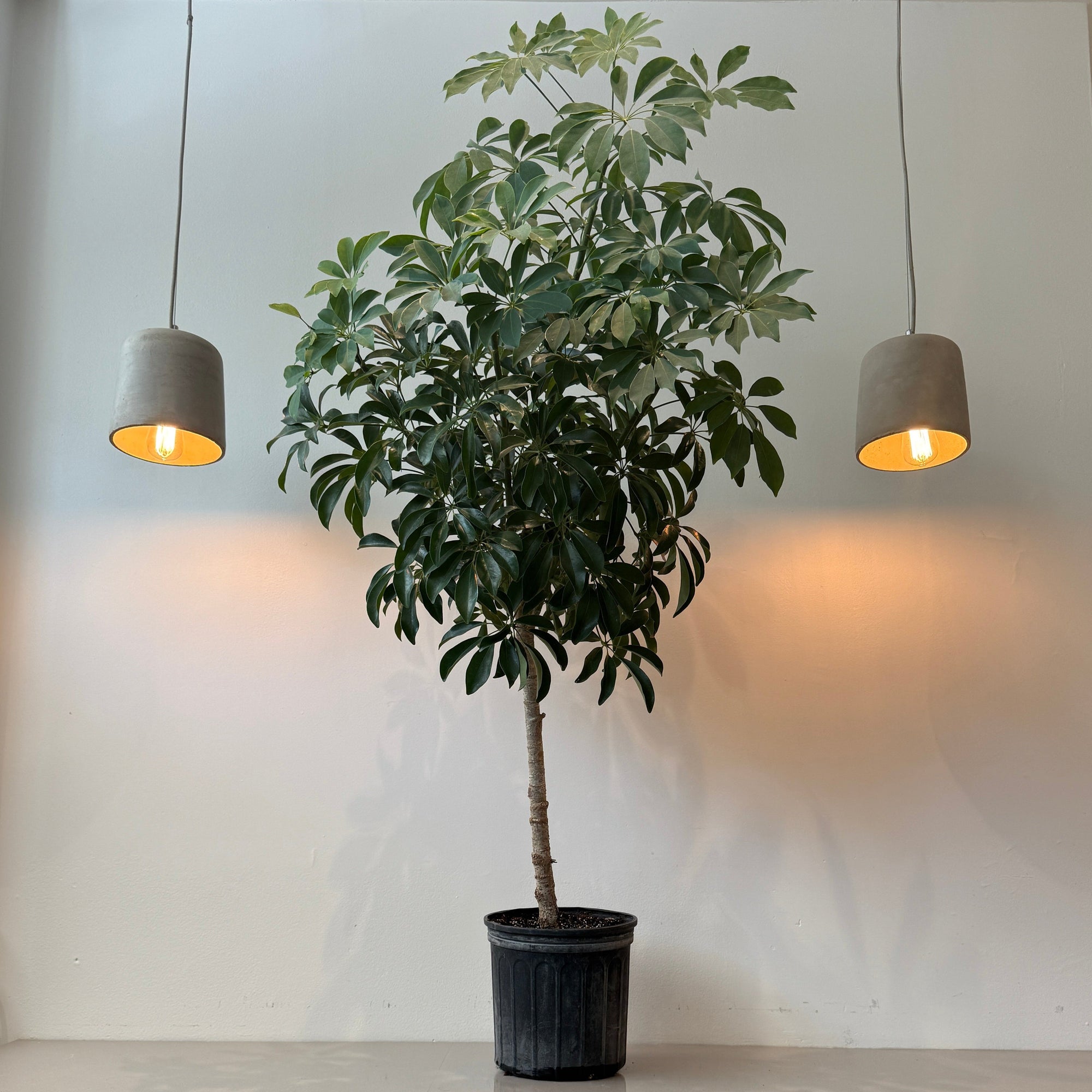 10" Schefflera Arboricola - Bloomfields