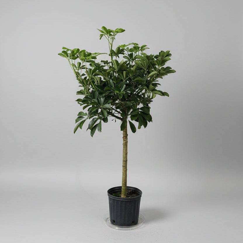 10" Schefflera Arboricola - Bloomfields