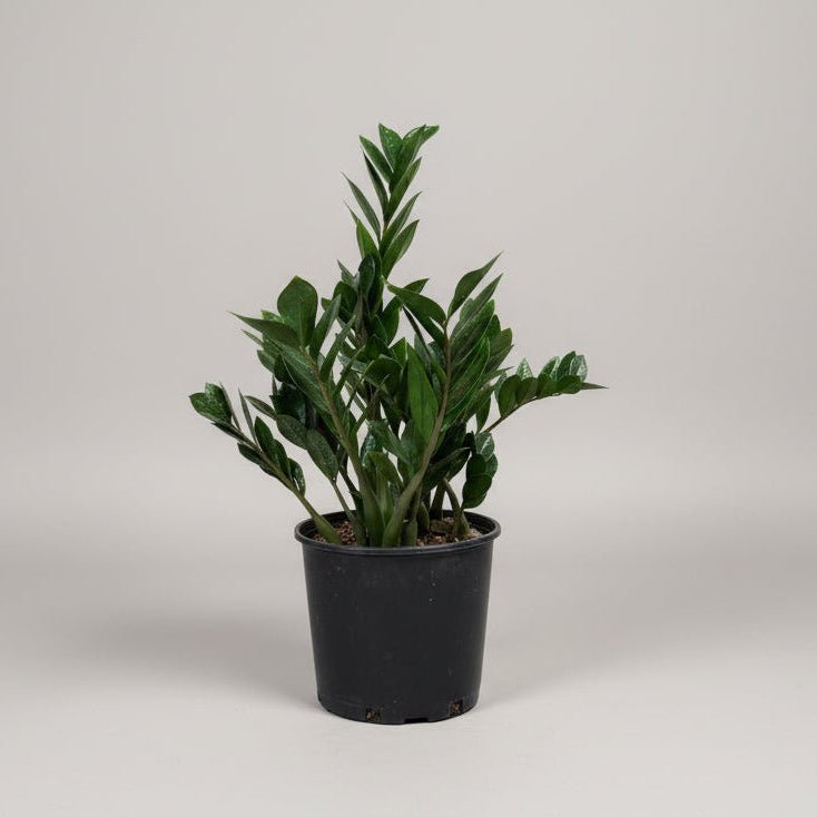 10" ZZ Plant in Growers Pot - Bloomfields