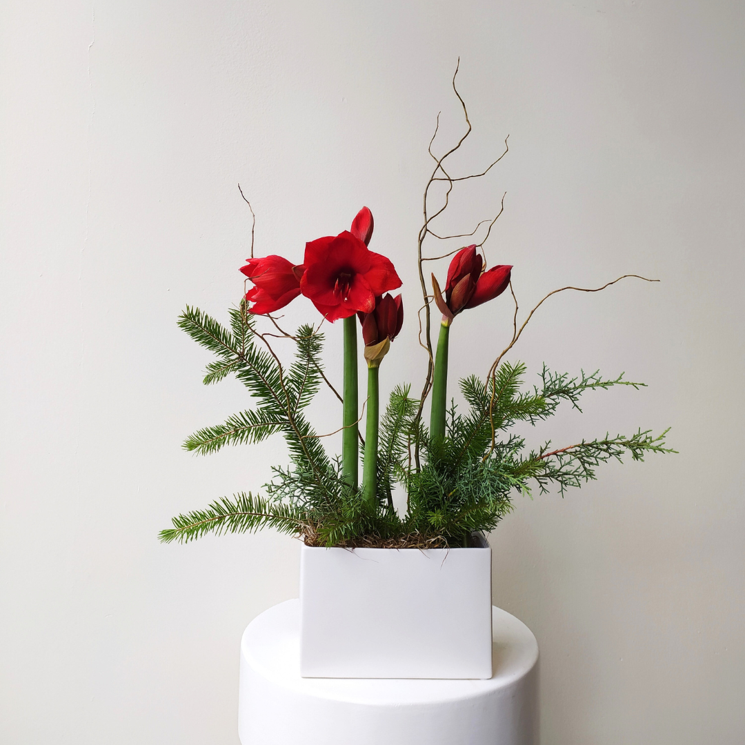 Double Potted Amaryllis