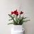 Double Potted Amaryllis