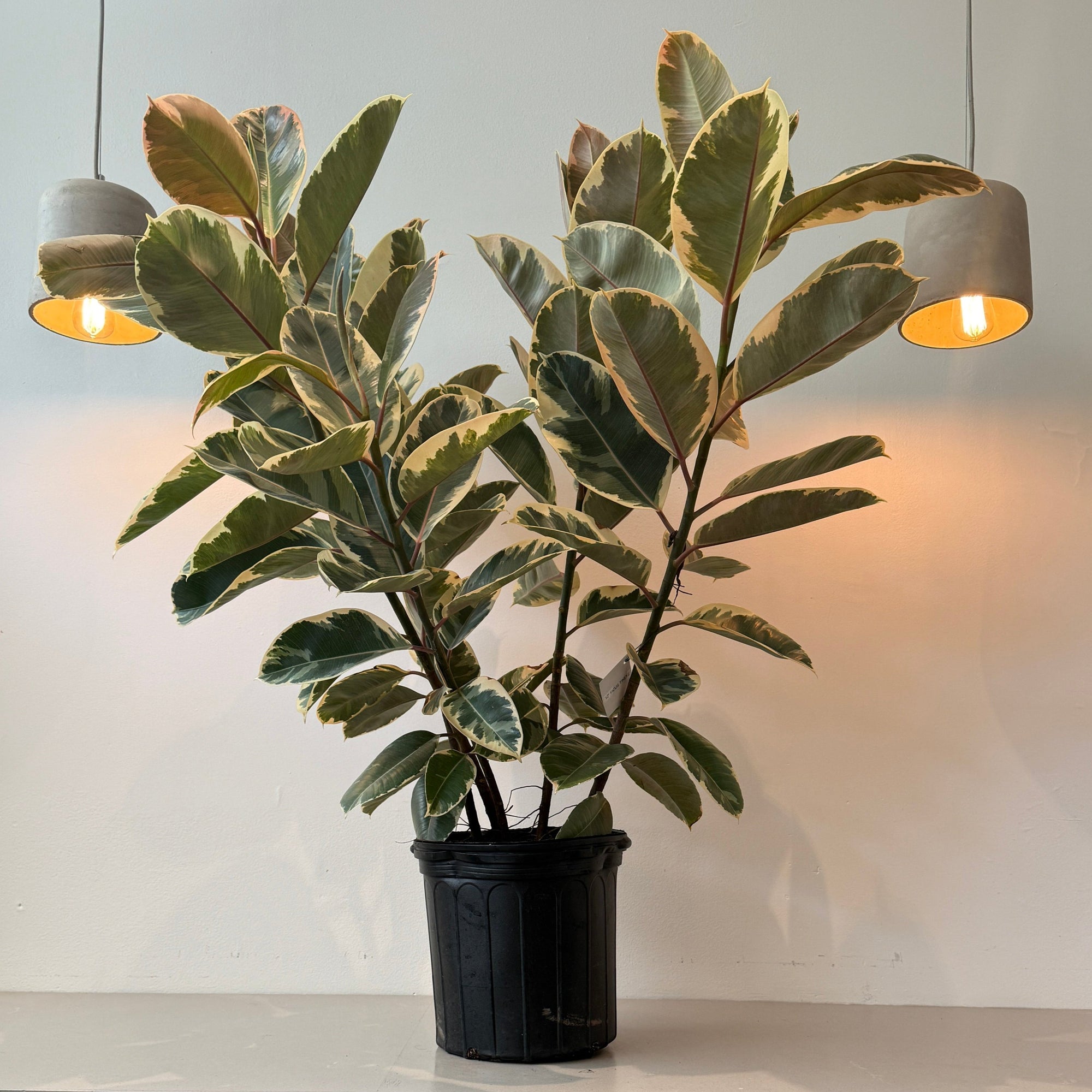 12" Ficus Tineke Bush - Bloomfields
