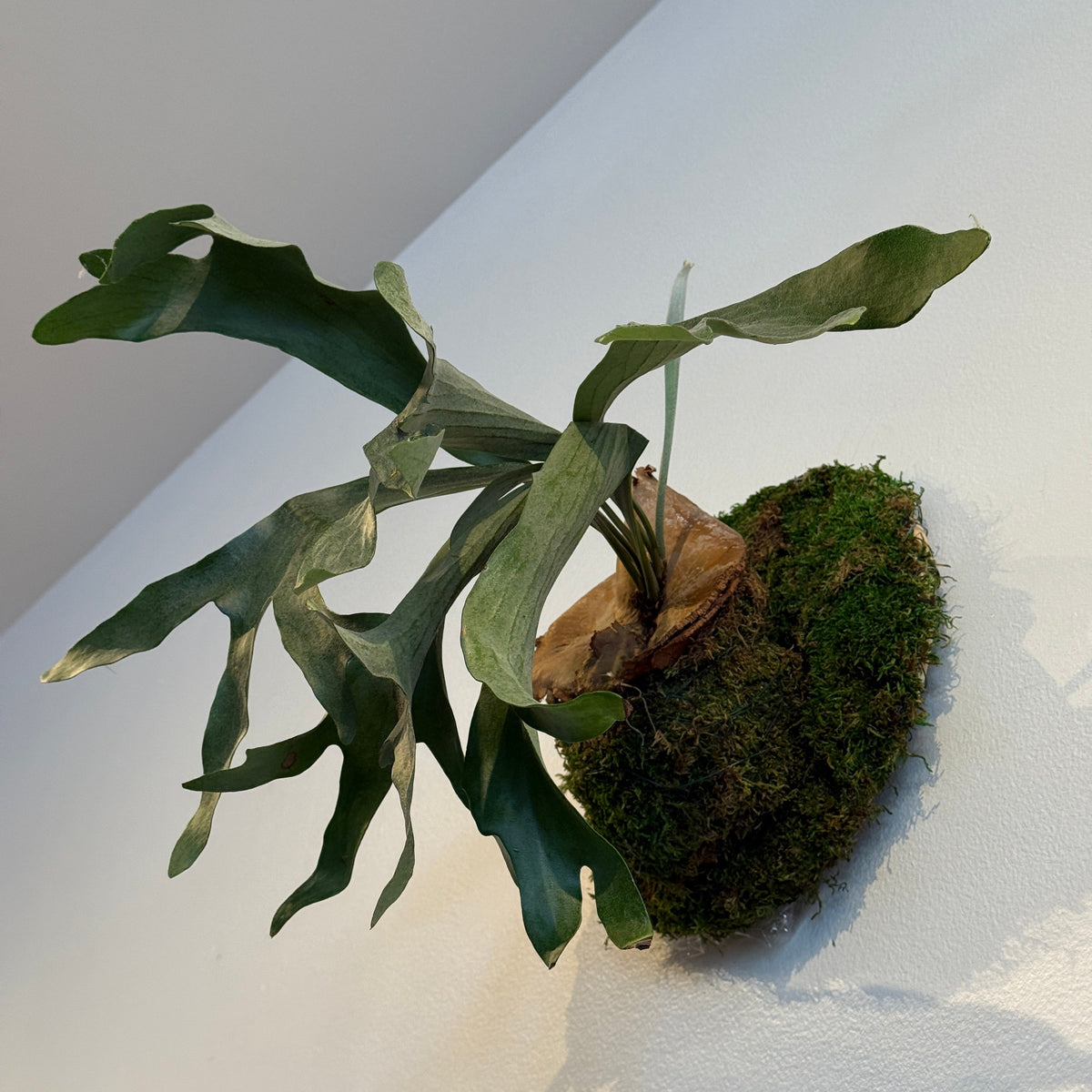 12&quot; Wall - Mounted Staghorn Fern - Bloomfields
