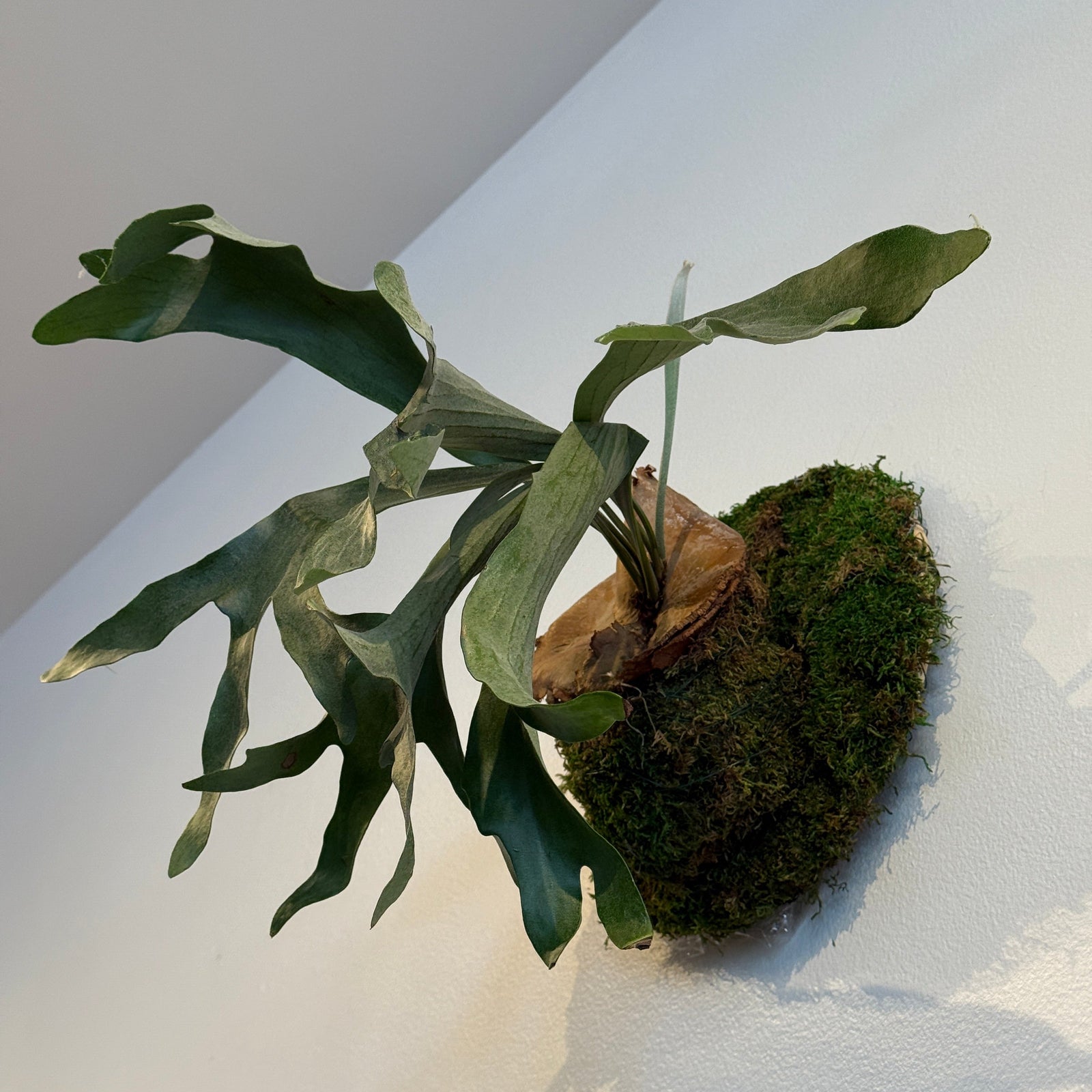 12" Wall - Mounted Staghorn Fern - Bloomfields