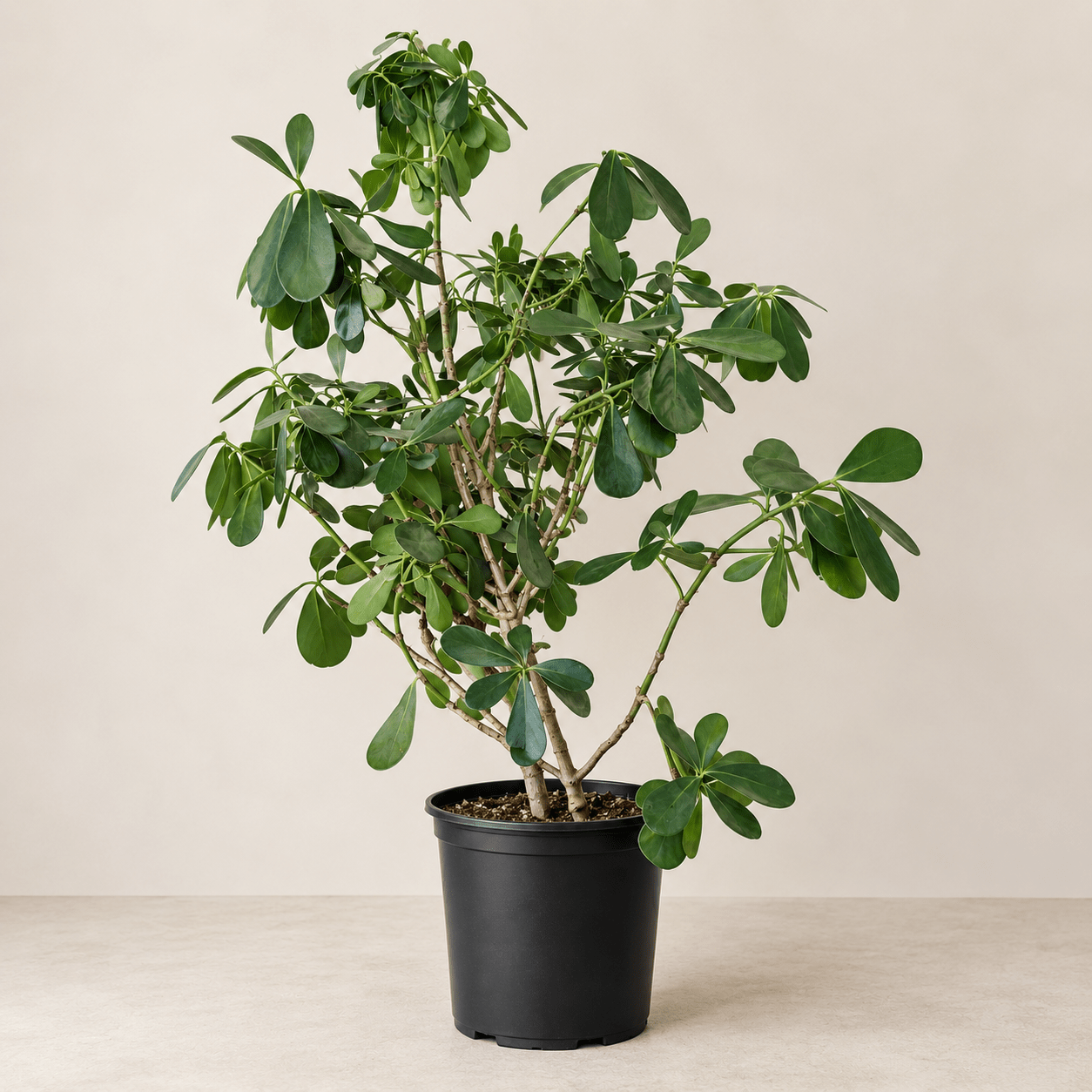 14" Clusia in Grower's Pot - Bloomfields