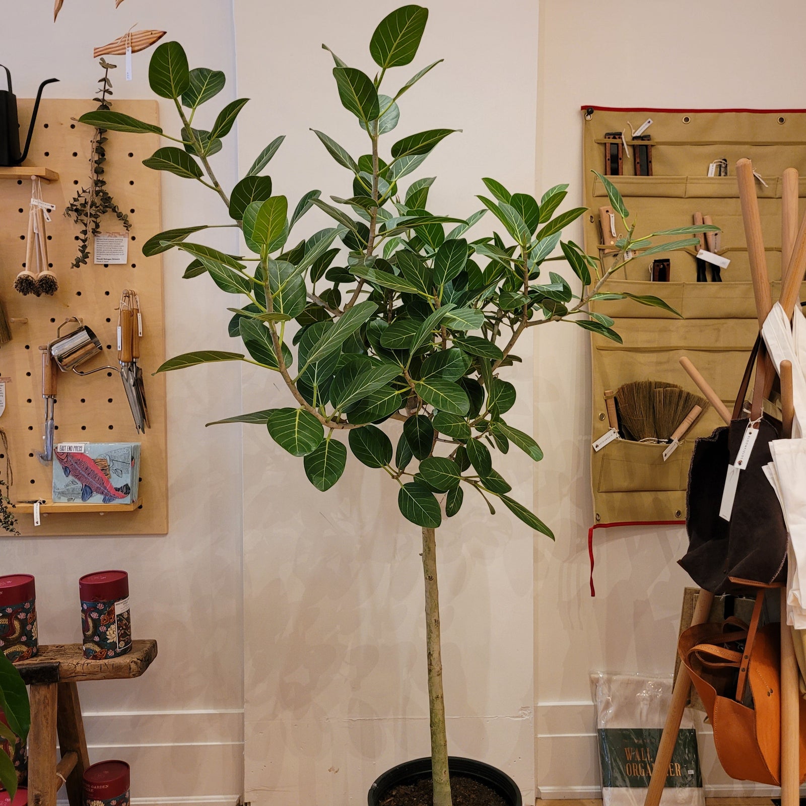 14" Ficus Audrey Standard - Bloomfields