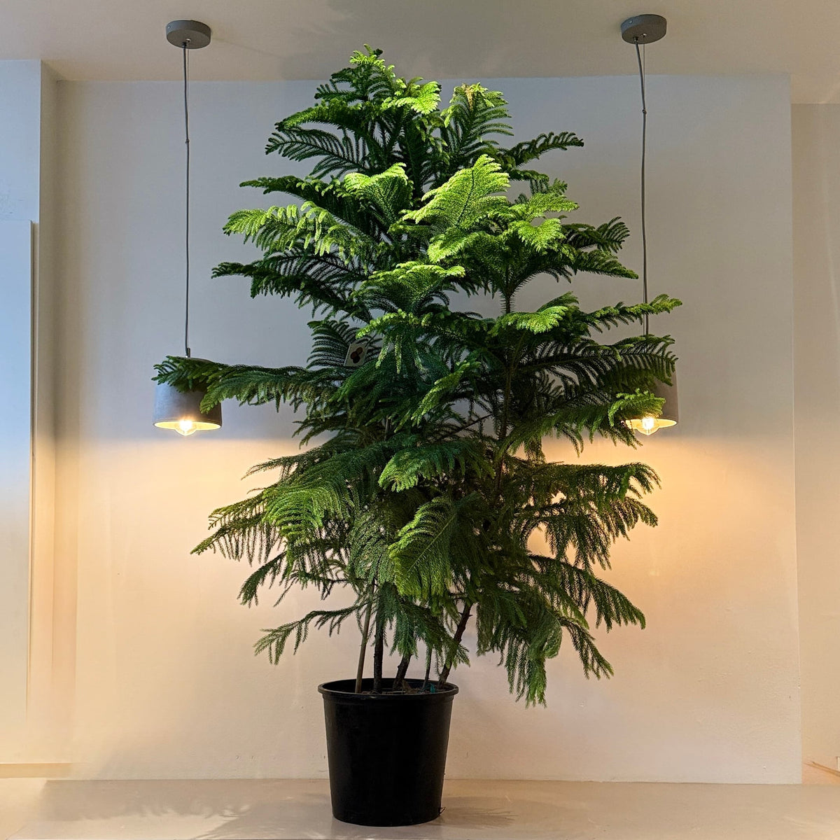 14&quot; Norfolk Tree - Bloomfields