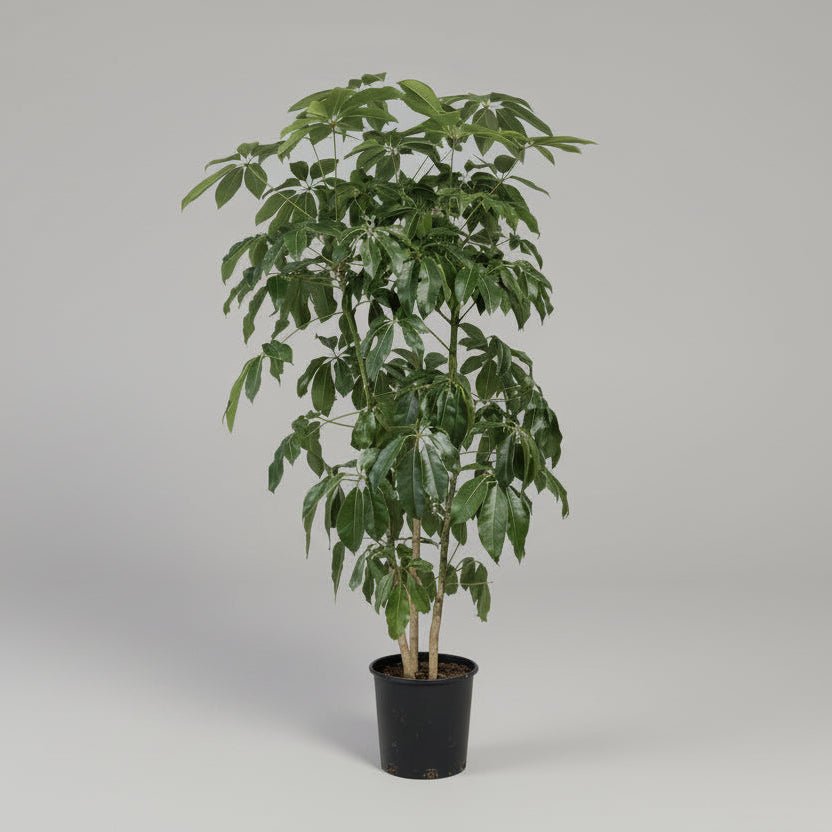 14" Schefflera Amate - Bloomfields