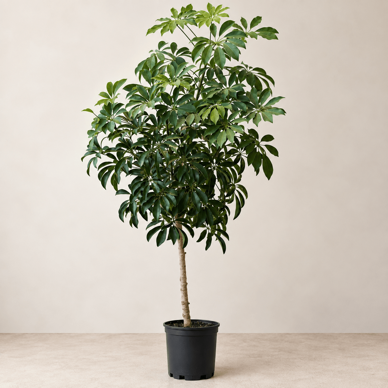 14" Schefflera Arboricola - Bloomfields