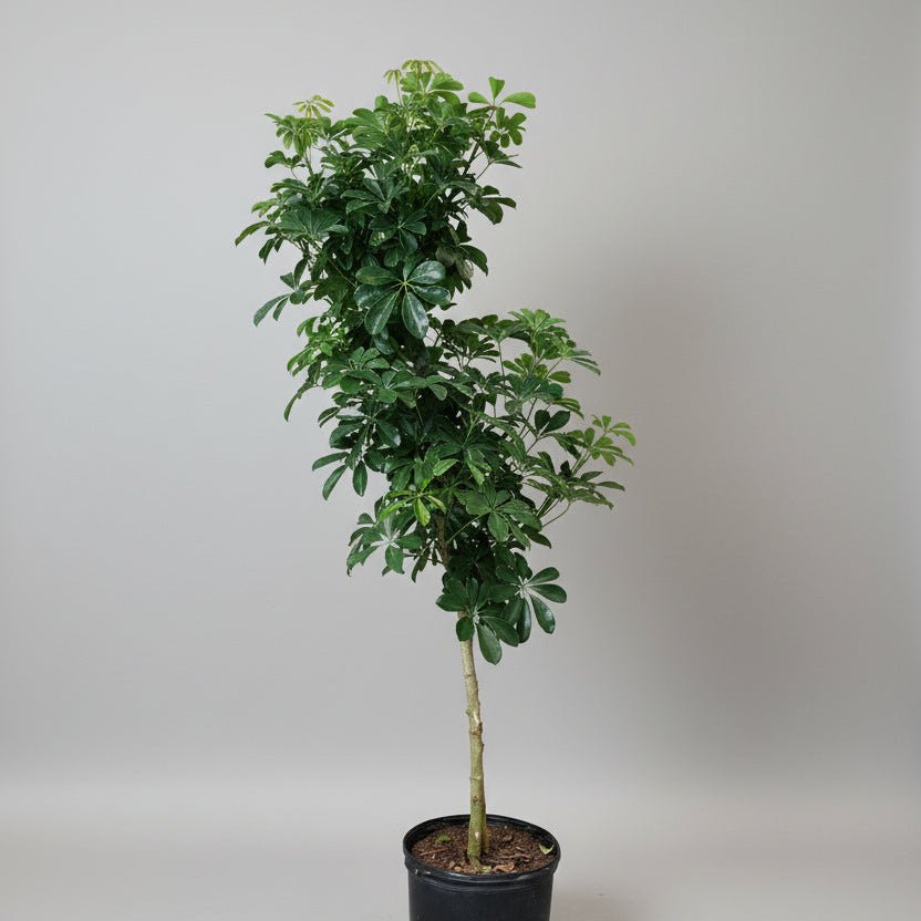 14" Schefflera Arboricola Braid - Bloomfields