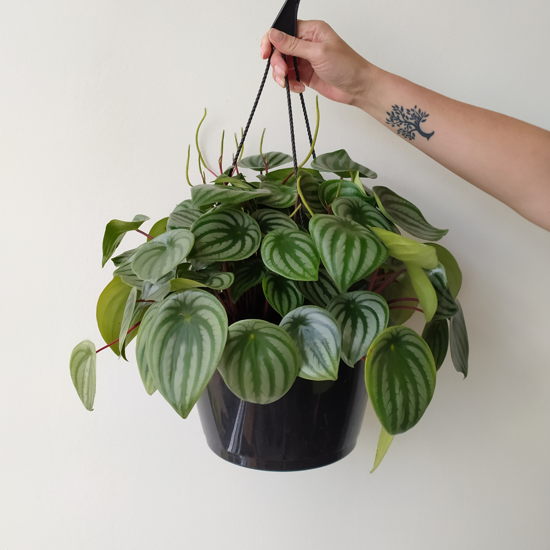 10" Peperomia Watermelon