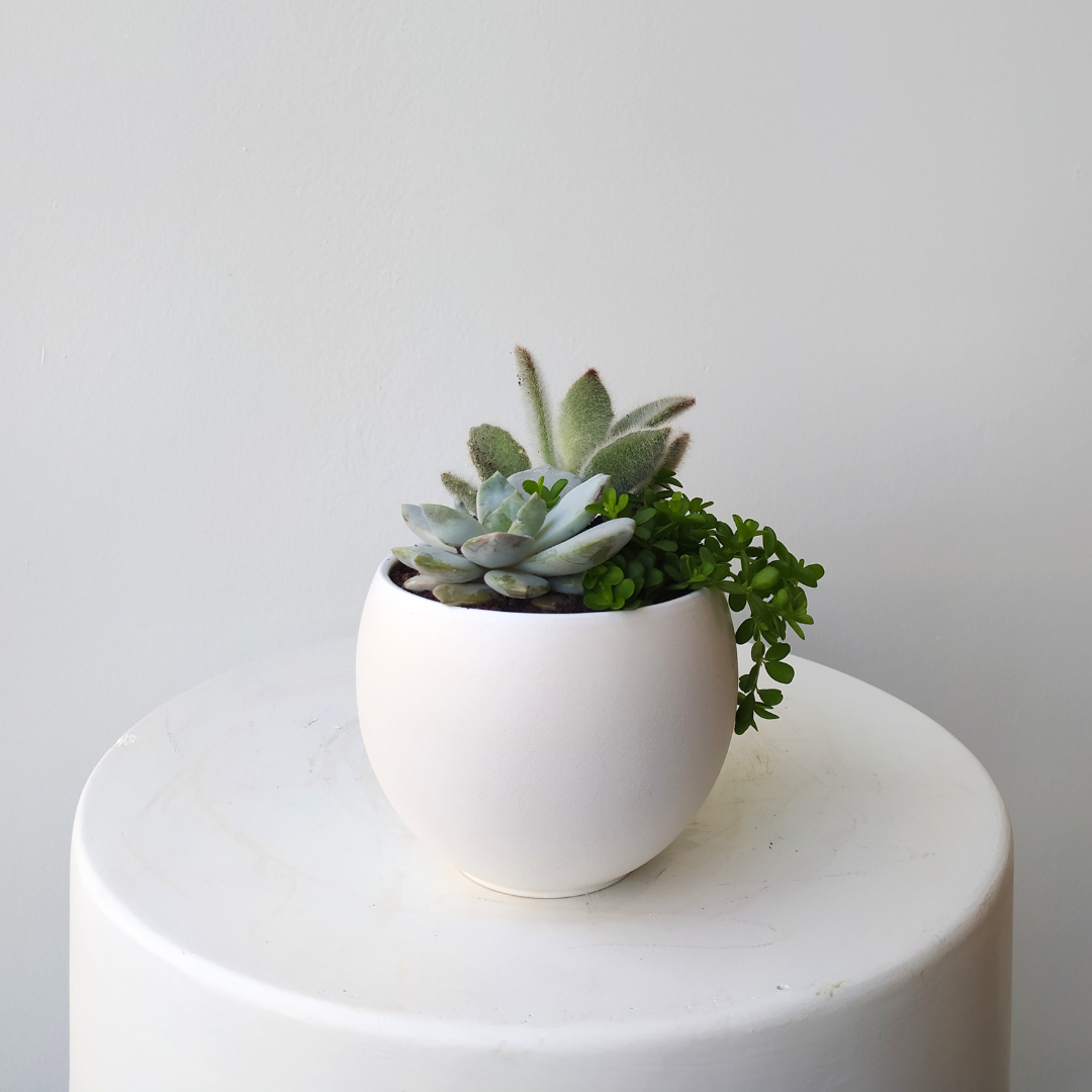 4" Luna Succulent Garden