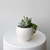 4" Luna Succulent Garden