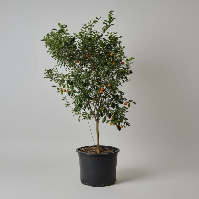 22" Citrus Calamondin Tree - Bloomfields
