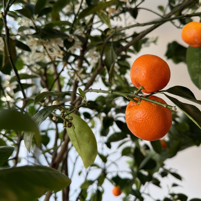 22" Citrus Calamondin Tree - Bloomfields