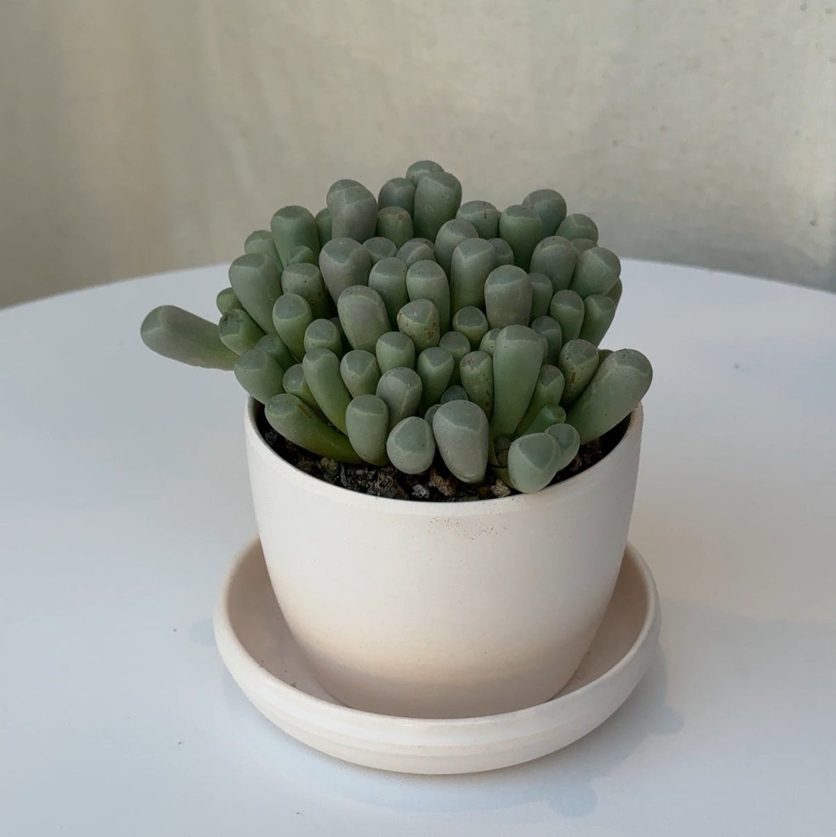 2.5" Baby Toes - Bloomfields
