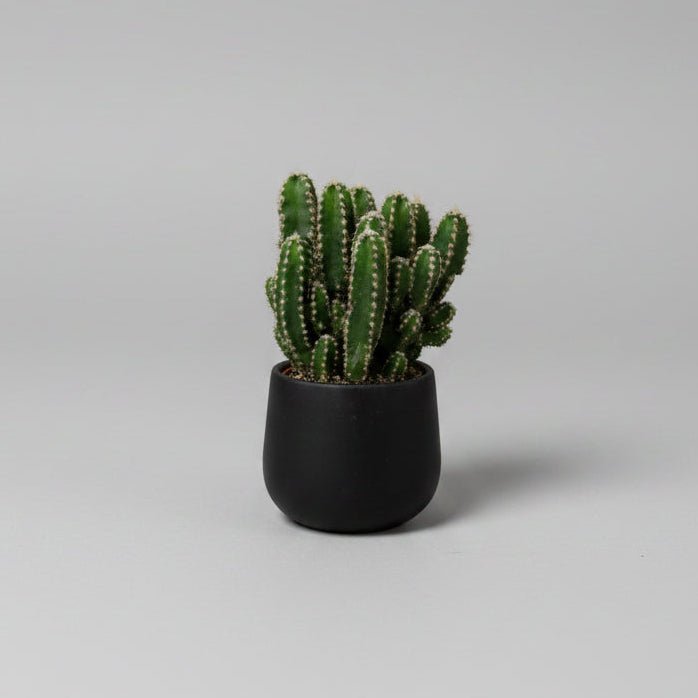2.5" Fairy Castle Cactus - Bloomfields