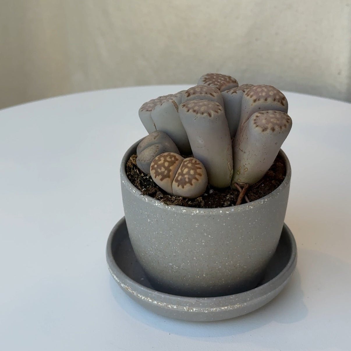 2.5" Lithops - Bloomfields
