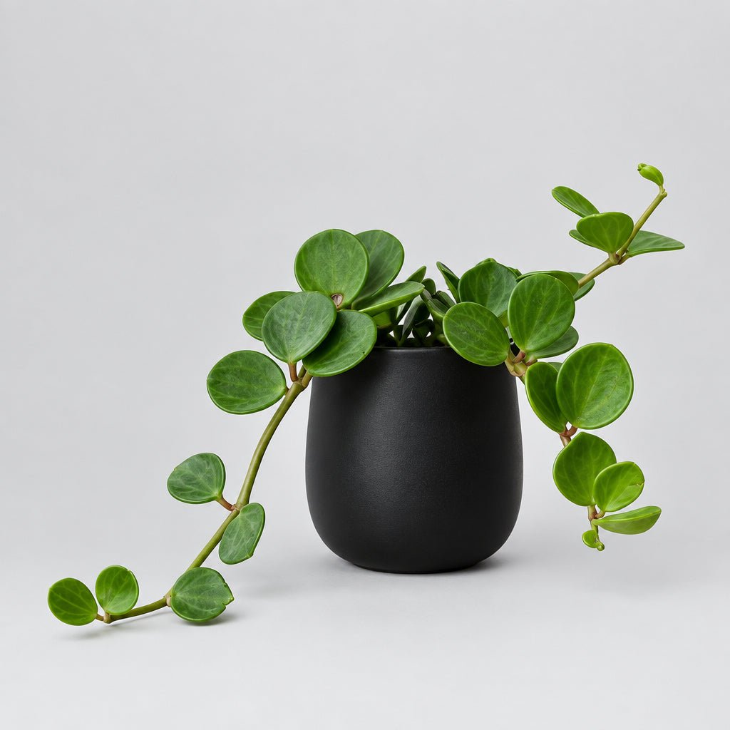 2.5" Peperomia Hope - Bloomfields