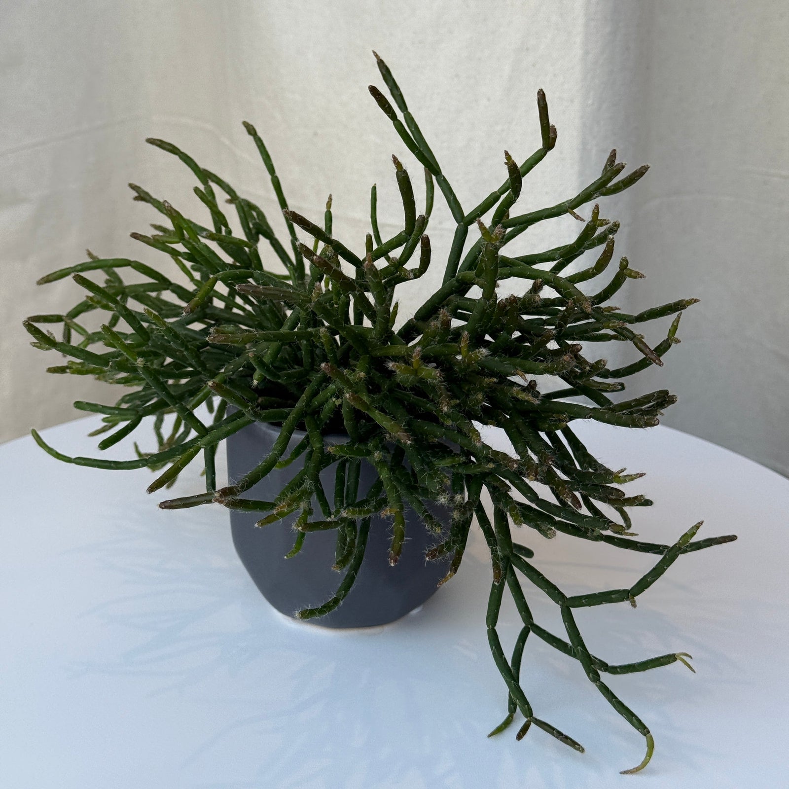 2.5" Rhipsalis - Bloomfields