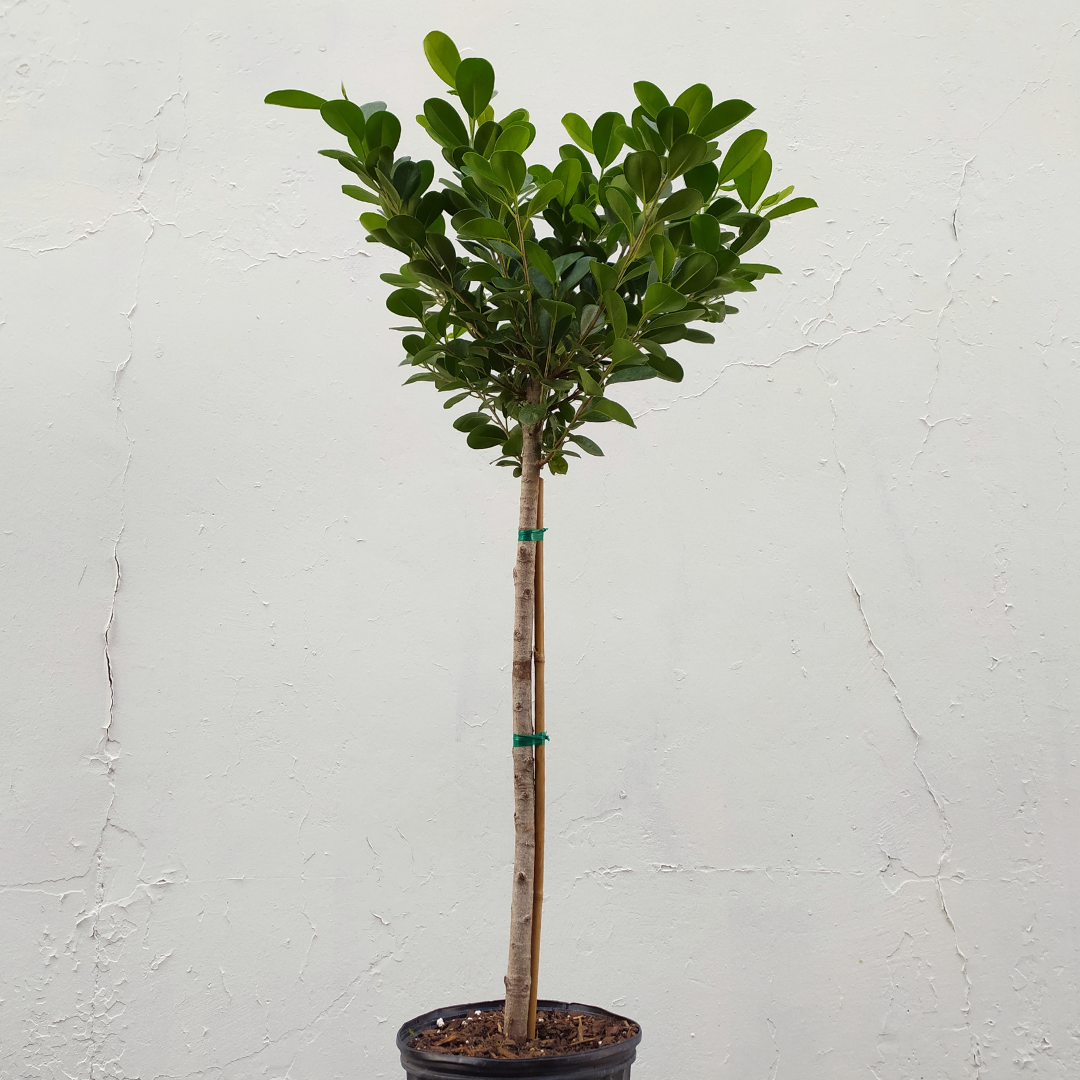 10" Ficus Moclame in Grower's Pot