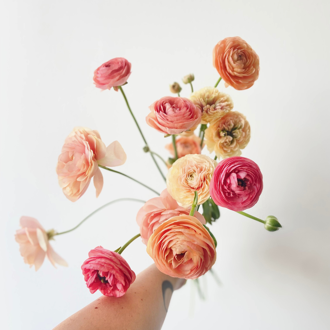 Ranunculus Blooms