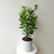 6" Ficus Moclame