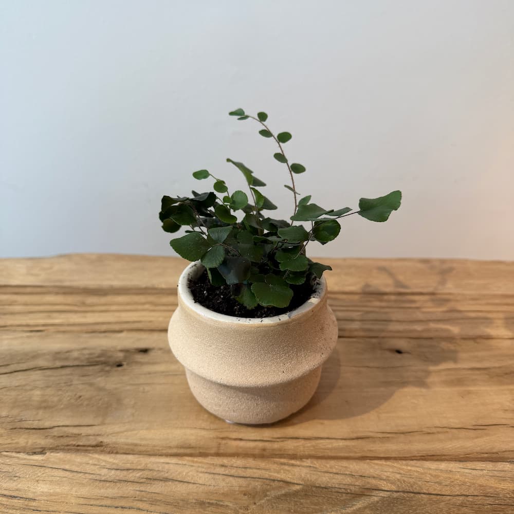 3" Button Fern - Bloomfields