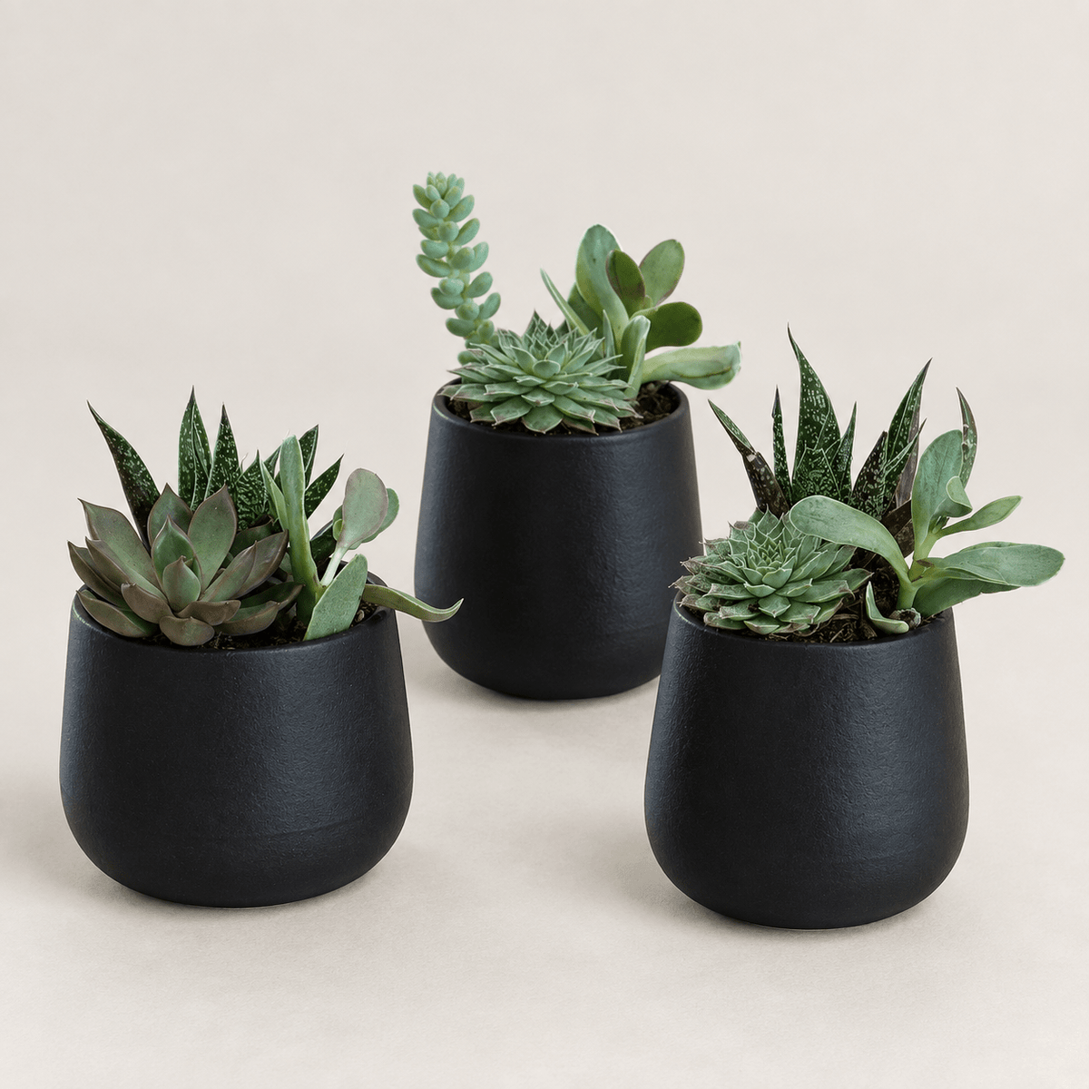 3" Mini Succulents - Bloomfields