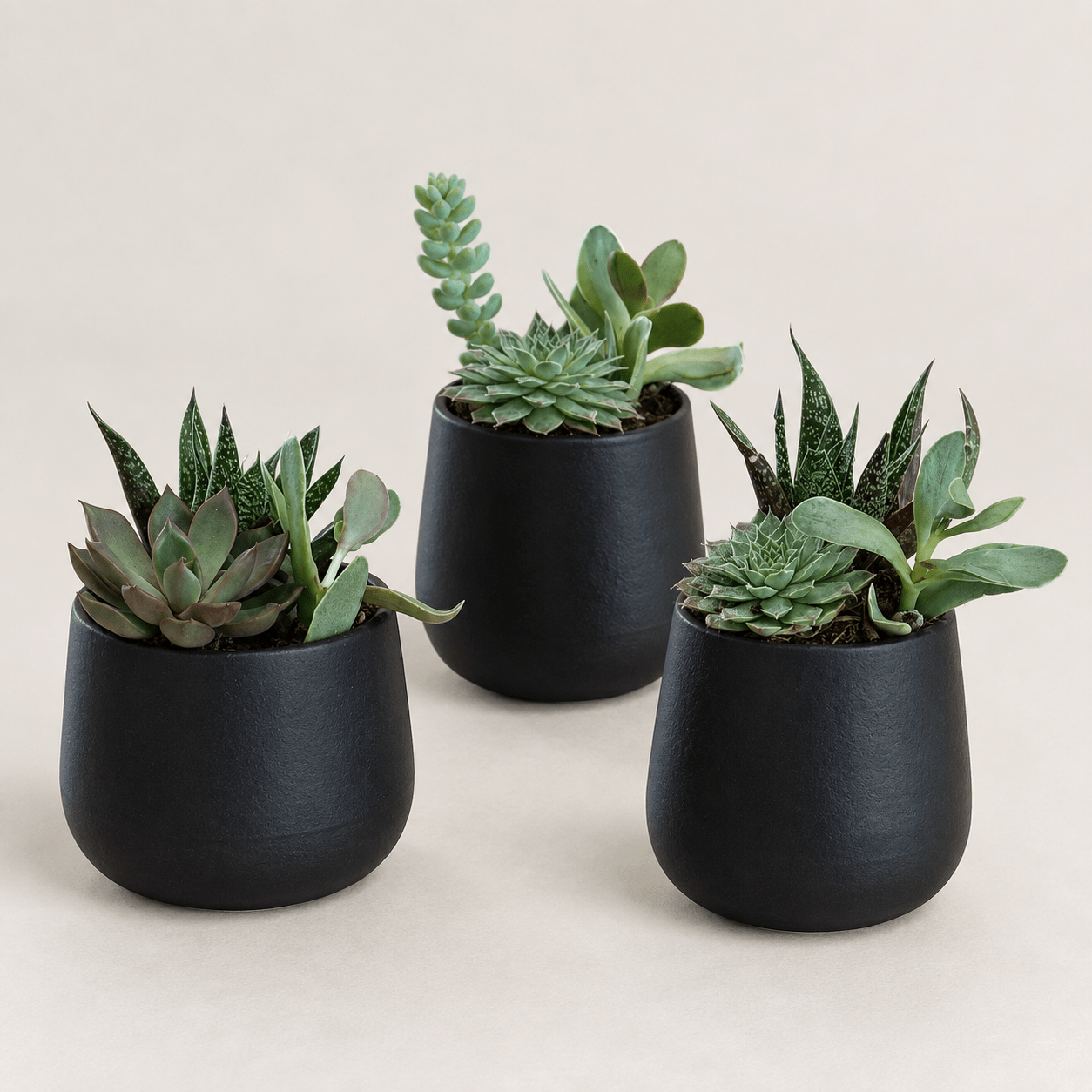 3" Mini Succulents - Bloomfields