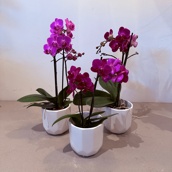 3.5" Fuchsia Mini Orchid - Bloomfields