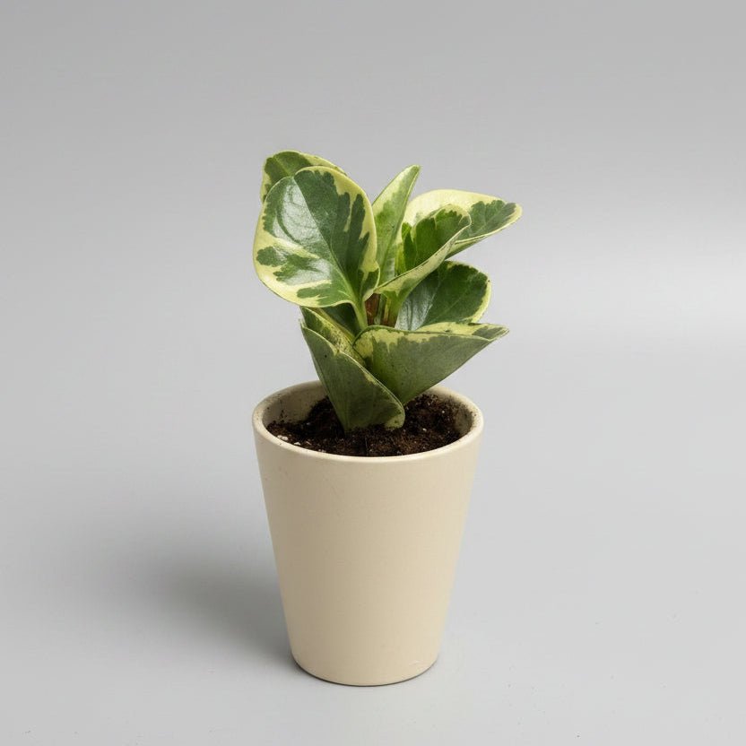 3.5" Peperomia 'Citrus' - Bloomfields