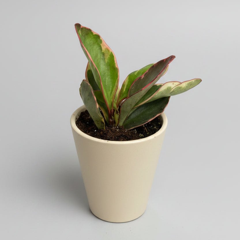 3.5" Peperomia 'Ginny' - Bloomfields