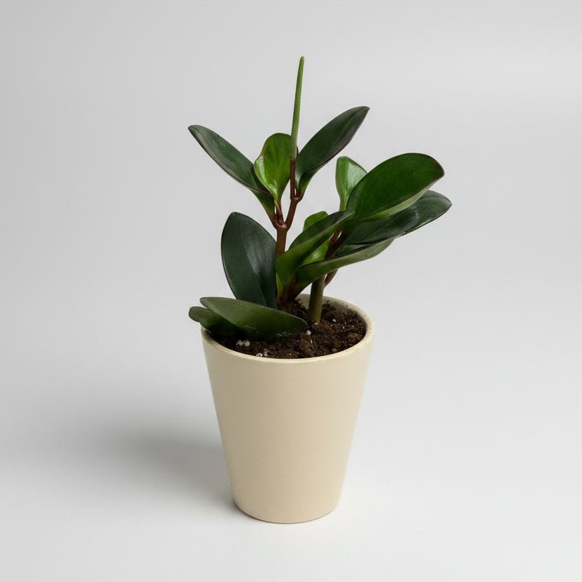 3.5" Peperomia Obtusifolia - Bloomfields