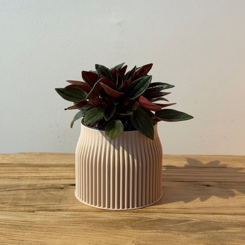 3.5" Peperomia Rosso - Bloomfields