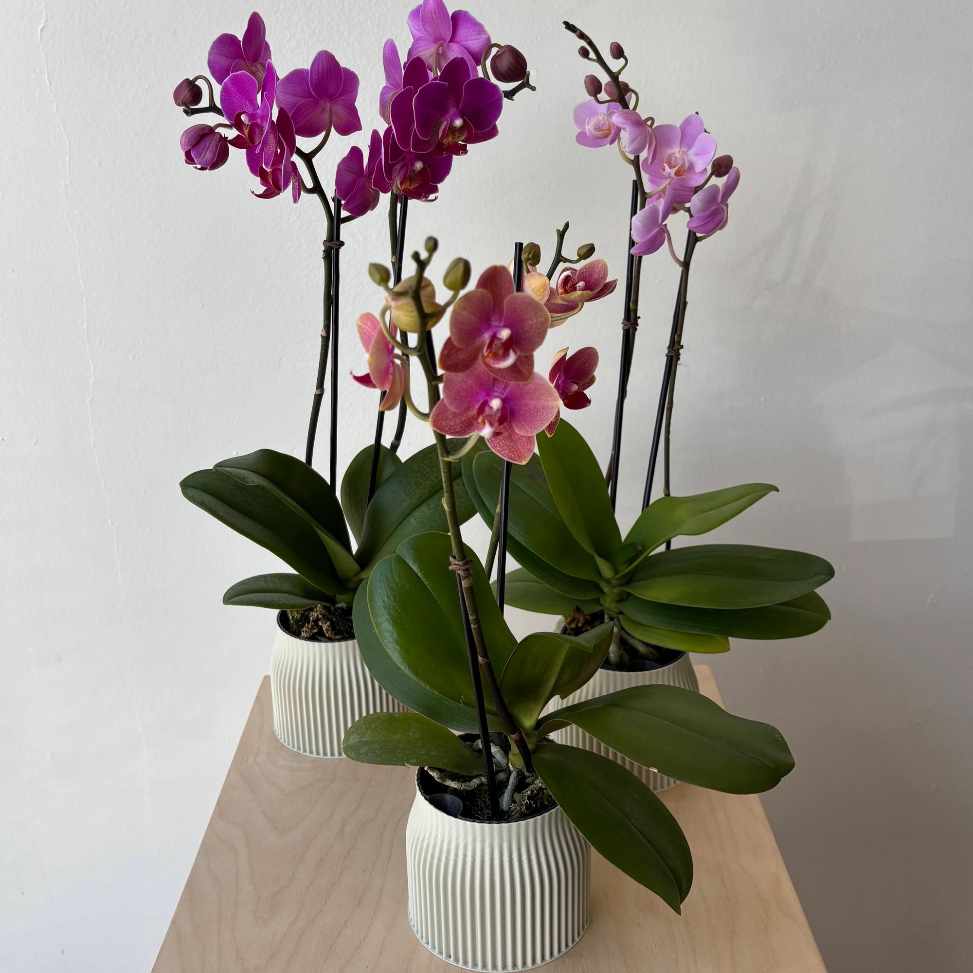 3.5" Pink/Fuchsia Mini Orchid in 3D printed pot - Bloomfields