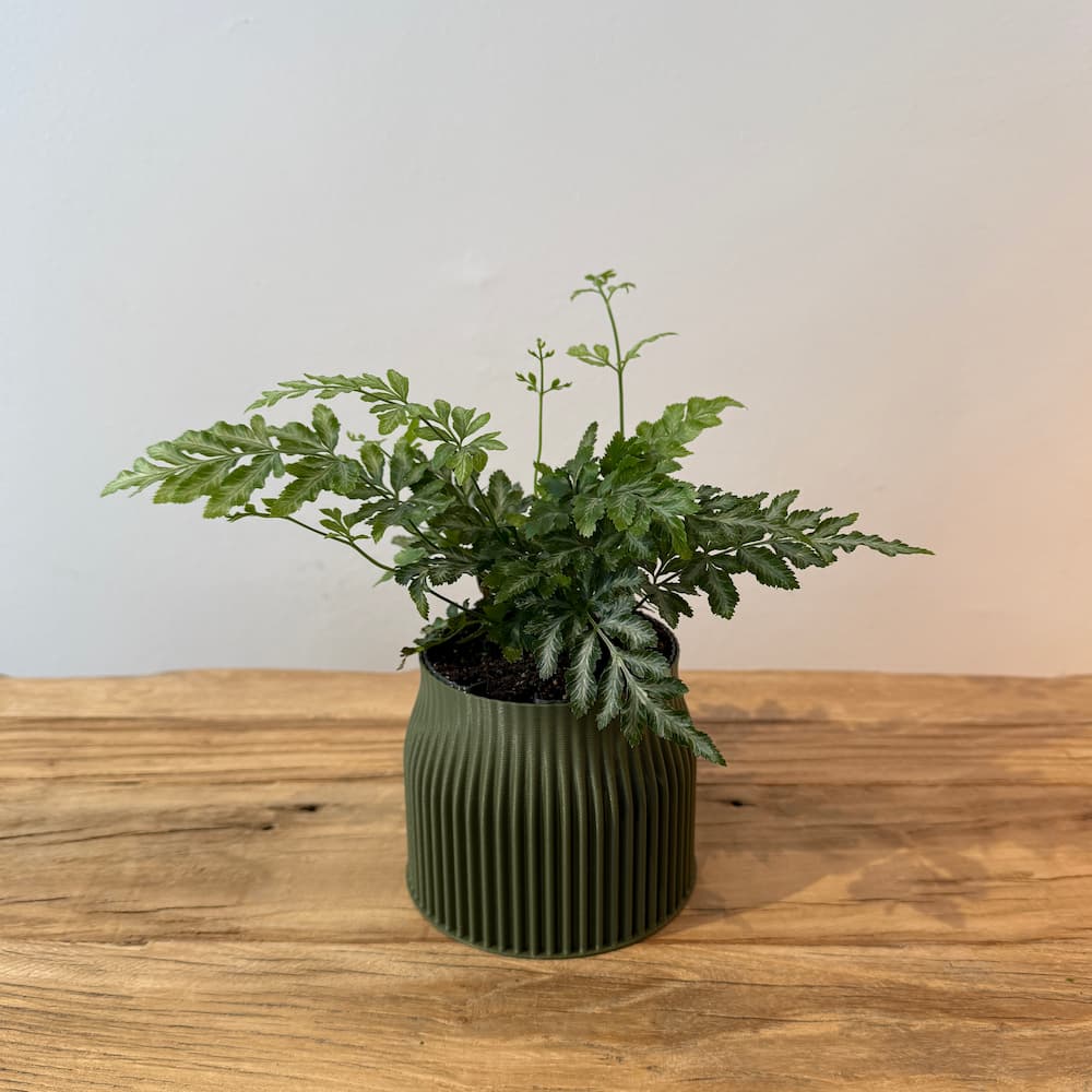 3.5" Silver Lace Fern - Bloomfields