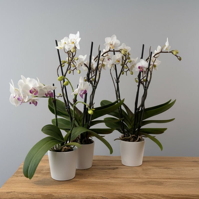 3.5" White and Pink Mini Orchid - Bloomfields