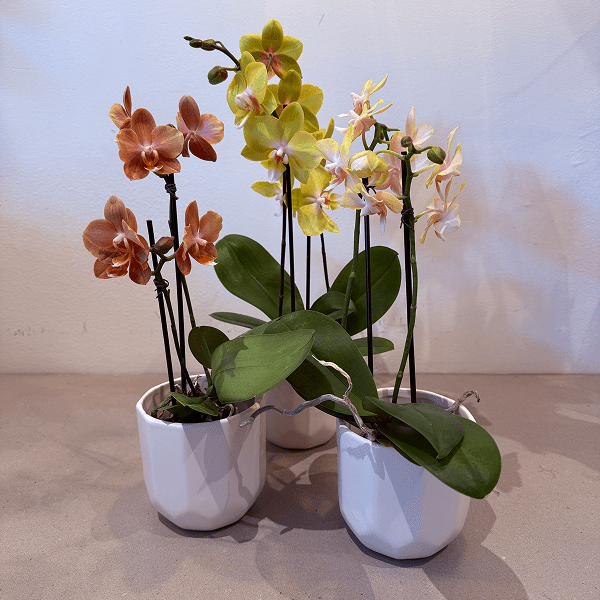 3.5" Yellow Mini Orchid - Bloomfields