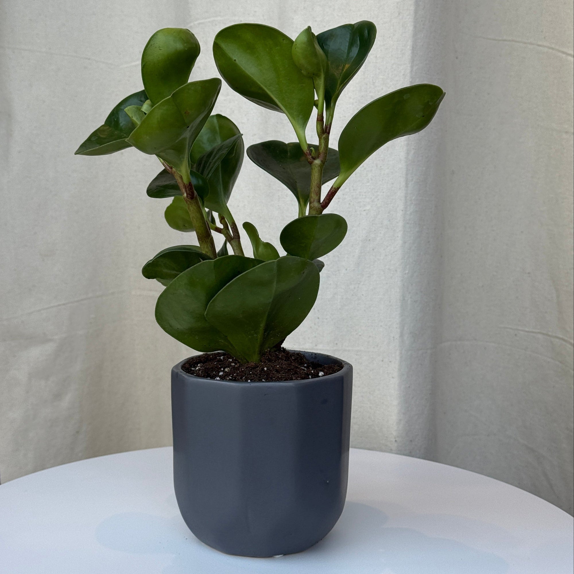3.5"Peperomia Red Margin - Bloomfields