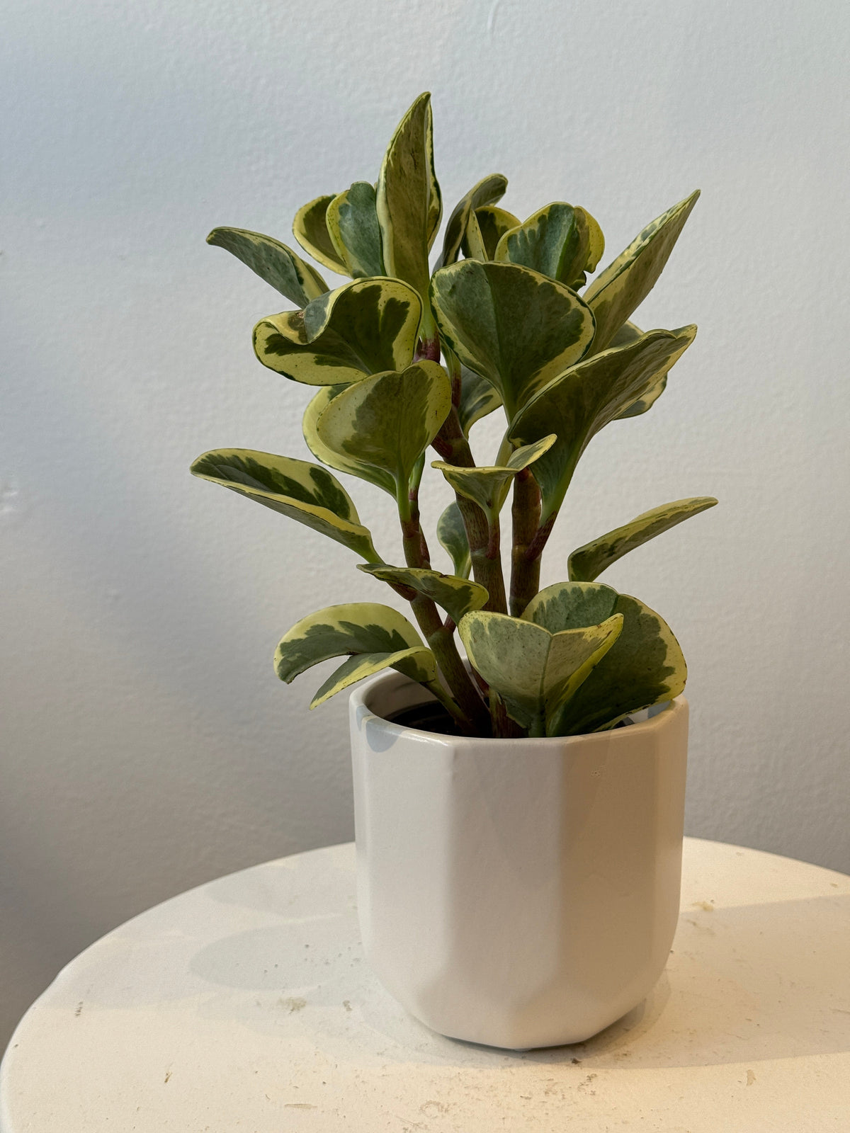 3.5&quot;Peperomia Variegated - Bloomfields