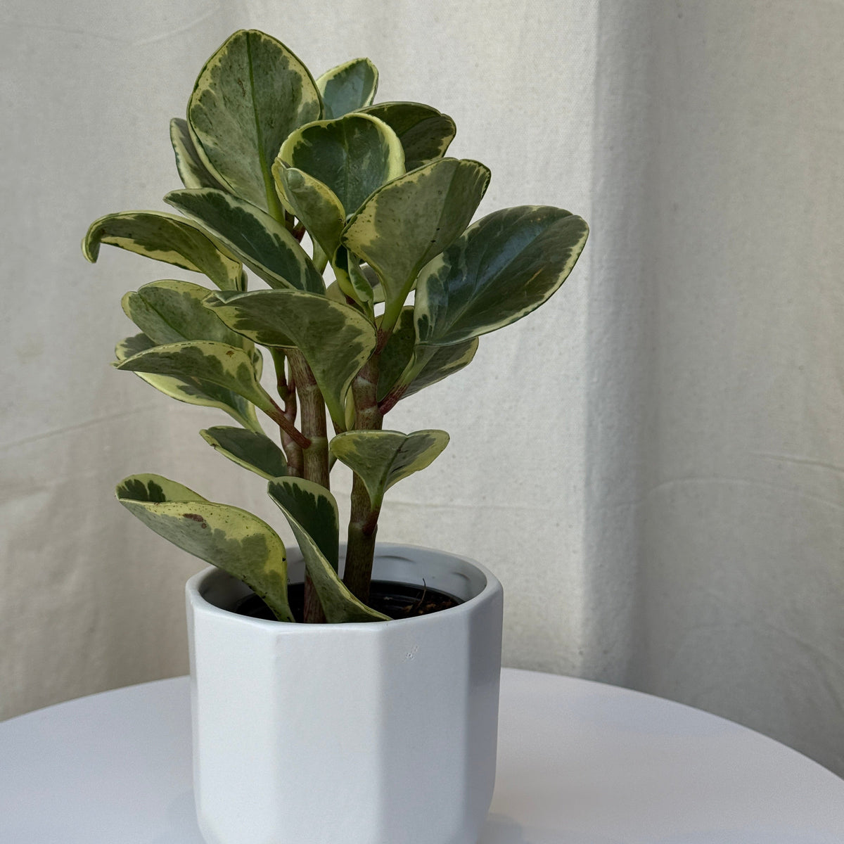 3.5&quot;Peperomia Variegated - Bloomfields
