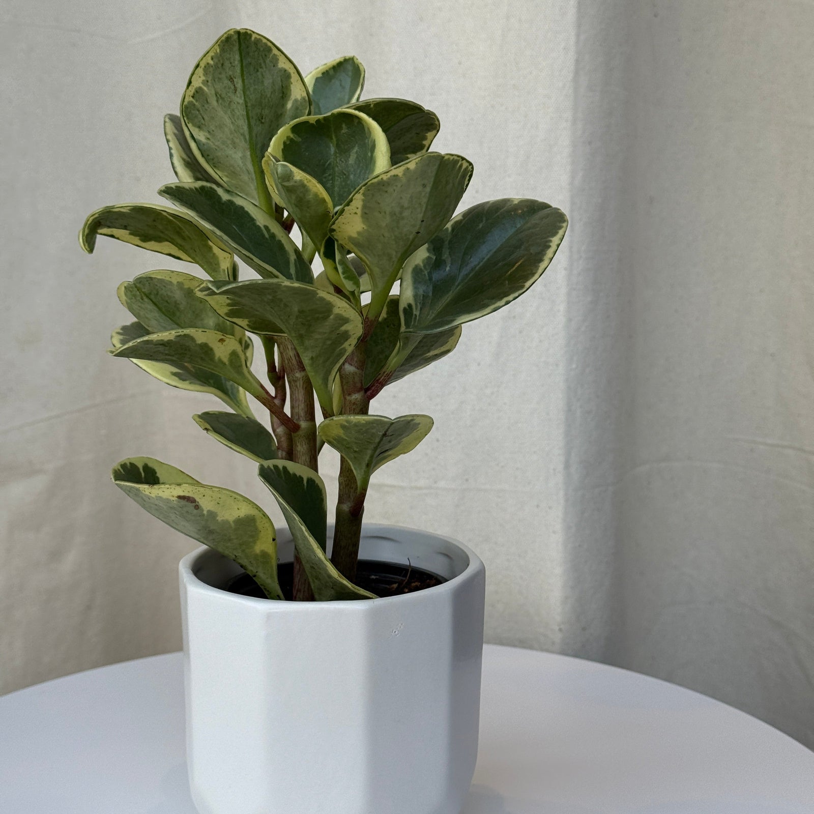 3.5"Peperomia Variegated - Bloomfields