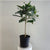 10" Ficus Audrey in Grower's Pot