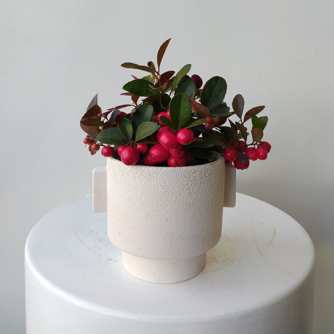 4" Gaultheria in Drift Pot