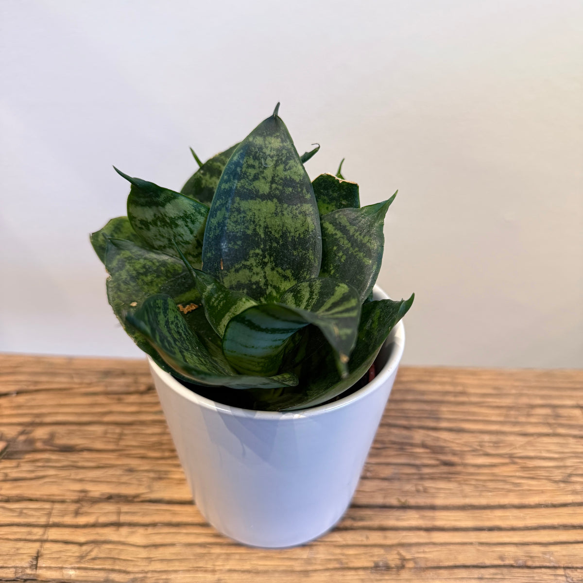 3&quot;Sansevieria Hahnii - Bloomfields