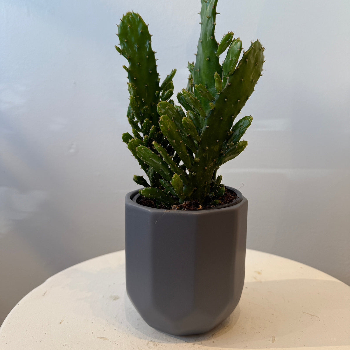 4&quot; Cactus - Bloomfields