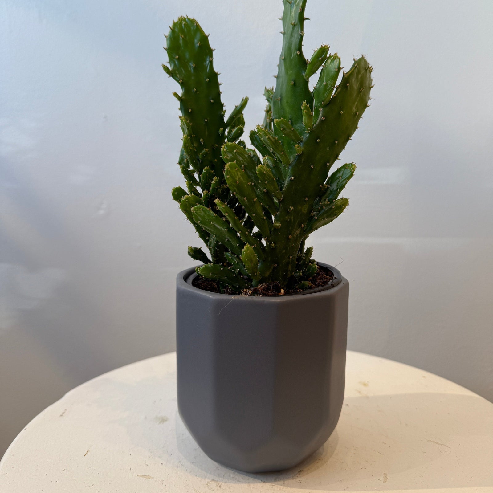 4" Cactus - Bloomfields